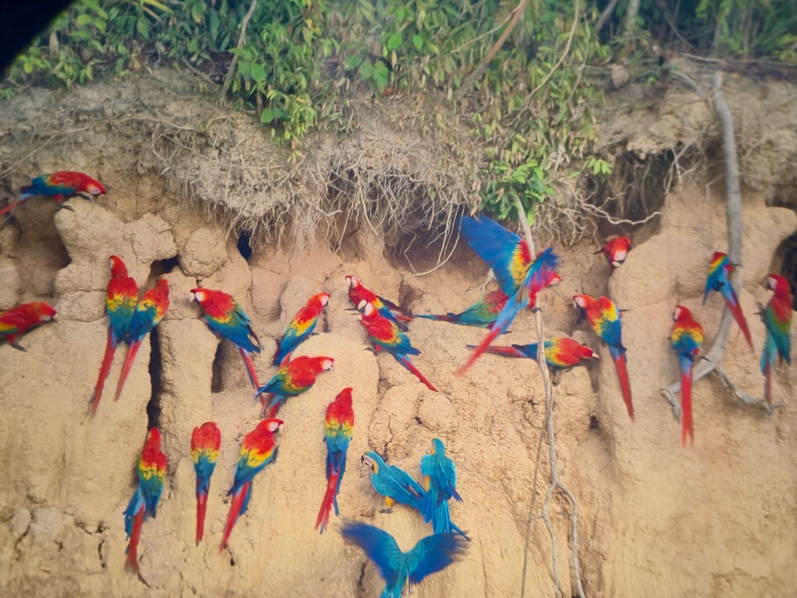 Tambopata-Macaw-Clay-Lick