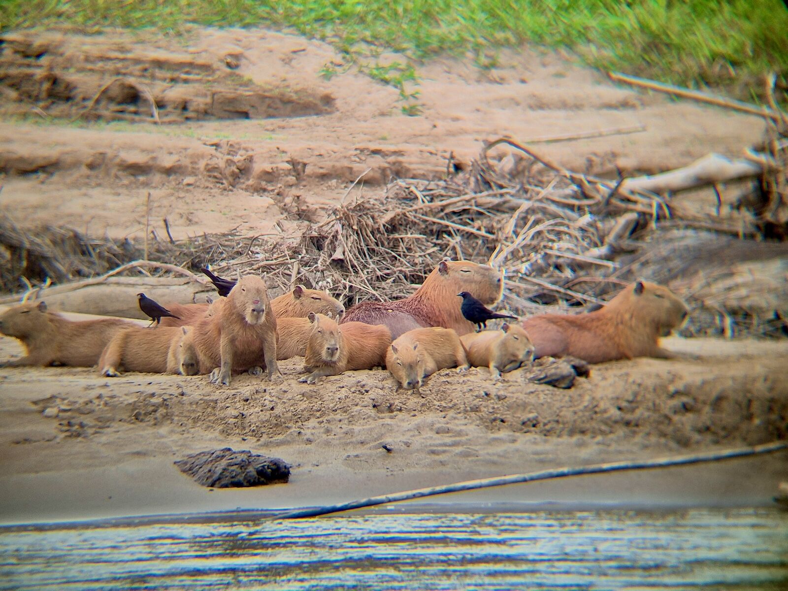 capybaras